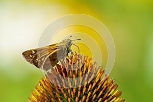 Close-up of a small brown butterfly sitting on the cone of a flower on a sunny day