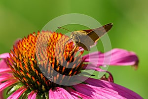 Close-up of a small brown butterfly sitting on an orange and purple flower drinking nectar