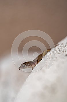 Close-up of a small brown lizard.