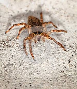 Close up of small brown spider Salticidae