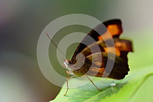 Close-up of a small brown tropical butterfly, sitting on a green leaf, against a green background with space for text