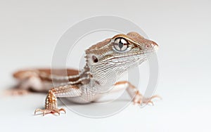 Close Up of a Small Brown and White Lizard on White Background