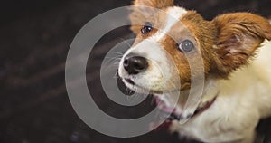 Close up of small brown and white pet dog looking up to camera