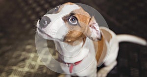 Close up of small brown and white pet dog in red collar looking up