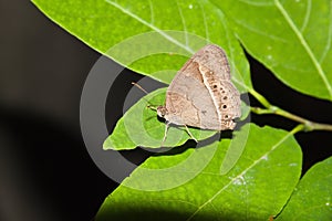 Close up of small butterfly