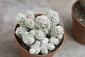 Close up of a small cactus flower