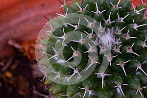 Close up small cactus in home garden