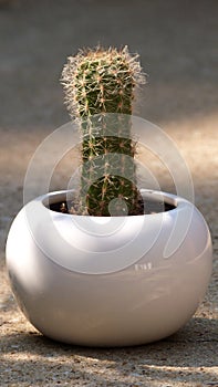 Close Up of a Small Cactus