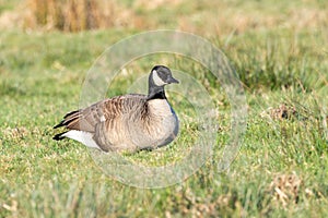 Close up of Small Canada Goose, Branta hutchinsii, with white nape throatband