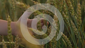 Close-up of a small child's hand touching wheat ears in a field during sunset.