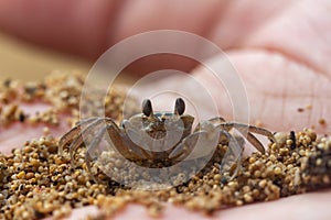 a small crab in a palm