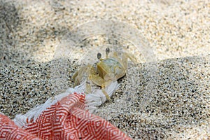Close up for small crab standing on white sany beach in Santa Marta, Colombia