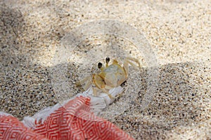 Close up for small crab standing on white sany beach in Santa Marta, Colombia