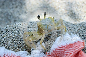 Close up for small crab standing on white sany beach in Santa Marta, Colombia