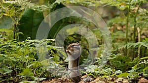 Close-up of a small curious chipmunk eating a flower leaf standing on its hind legs and holding on to a grass stalk.