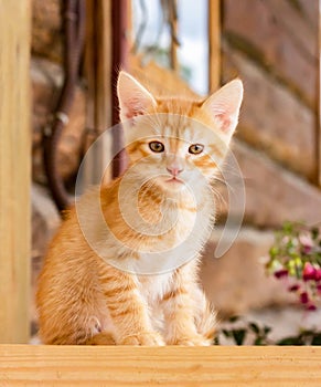 Close-up of a small cute ginger kitten sitting on a wooden porch and looking ahead.