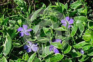 Close up of small delicate blue flowers of periwinkle or myrtle herb Vinca minor in a sunny spring garden, beautiful outdoor