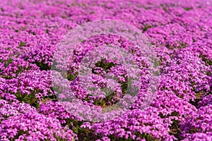 Close-up small delicate pink white moss Shibazakura, Phlox subulata flowers full blooming on the Ground in sunny spring day