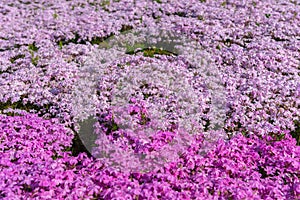 Close-up small delicate pink white moss Shibazakura, Phlox subulata flowers full blooming on the Ground in sunny spring day
