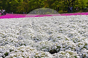 Close-up small delicate pink white moss Shibazakura, Phlox subulata flowers full blooming on the Ground in sunny spring day