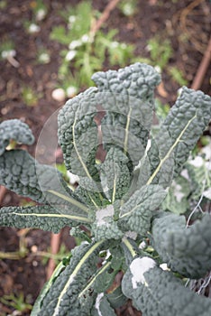 Close-up small or Dinosaur kale snow covered growing in ground near Dallas, Texas