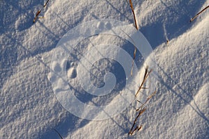 Close-up of small dog paw prints or tracks in snow near Arviat