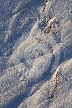 Close-up of small dog paw prints or tracks in snow near Arviat