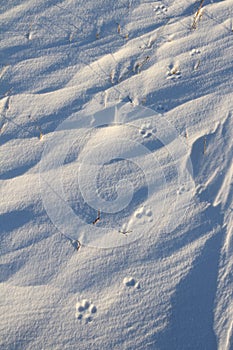 Close-up of small dog paw prints or tracks in snow near Arviat