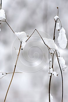 Close-up small dried plant pressed by snow, tiny grass with snow cap in wintertime, artistic view of plant