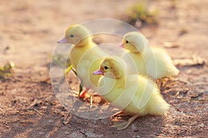 Close up small duckling on the ground
