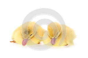 Close up small duckling isolated on white