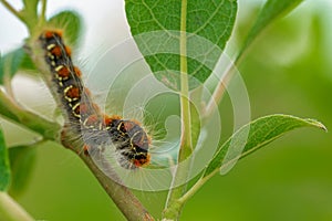 Close up of a small eggar larva in a tree