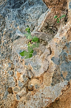 Close-up of small fig tree growing on rock