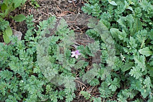 Close up of small flower of Erodium cicutarium