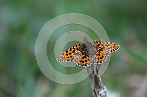 Close up of small flowers on a green backgroundHigh Brown Fritillary Argynnis adippe butterfly resting on a stick