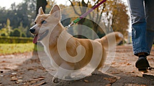 Close up small friend lovely puppy welsh corgi pembroke dog going on leash in park outdoors female legs unrecognizable