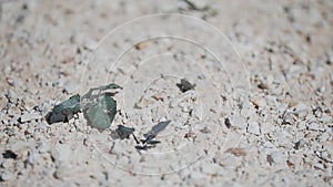 Close-up of a small frog that jumps on dry rocky ground.