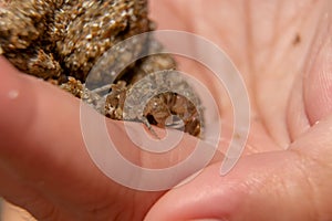 Close up a small ghost crab on hand. Macro photography of a small crab, sea crab, mangrove crab. Malaysia