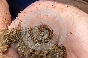 Close up a small ghost crab on hand. Macro photography of a small crab, sea crab, mangrove crab. Malaysia