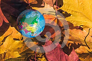 Close up of a small globe lies on colorful autumn maple leaves in the autumn forest. Concept. Selective focus. Russia, Europe