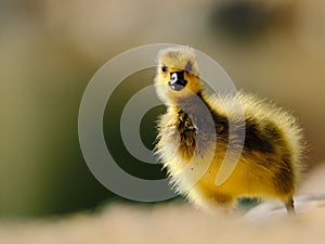 Close up of a small goose perched on a sandy bank