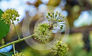 Close-up of small green flowers of English ivy Hedera helix, European ivy. Selective focus. Interesting nature concept