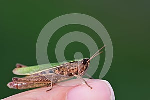 Close-up of a small green grasshopper sitting on a human finger in front of a green background