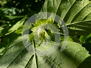 Close-up of the small, green hazelnuts growing and maturing on the hazel tree branches in the forest in summer