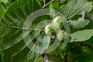 Nuts ripen on a hazel branch