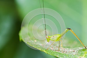 Small Green Leaf Katydid