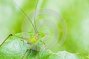 Small Green Leaf Katydid