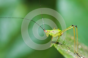 Small Green Leaf Katydid