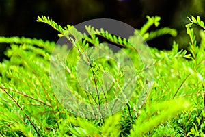 Close up of small green leaf with natural light, abstract green leaves texture, nature background