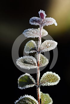 Close-up of small green leaves on a branch, covered with frost and ice crystals, against a dark background with light effects in